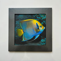 Fish - Digital Art Print - Fish \n canvas wall art by Habibi Arts & Crafts